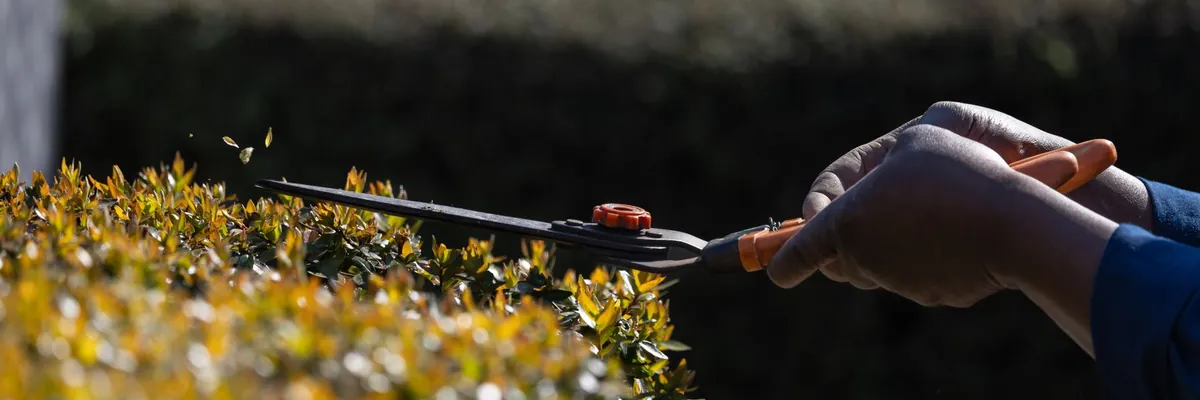 Close-up of a gardener trimming a hedge with shears